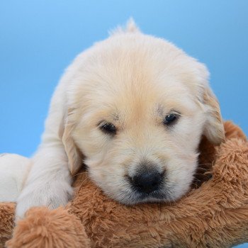 chiot Golden retriever Collier gris élevage du Fond de la Noye