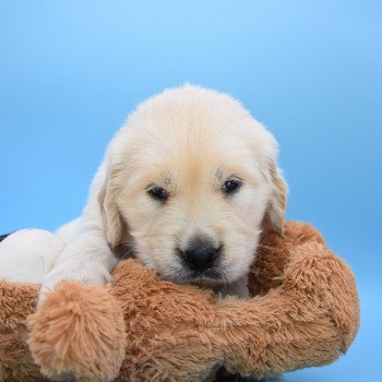 chiot Golden retriever Collier gris élevage du Fond de la Noye