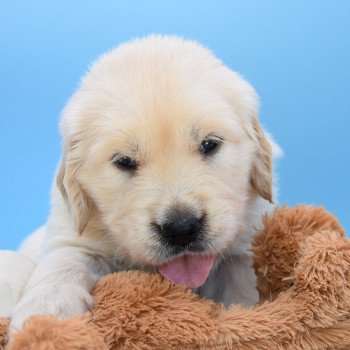 chiot Golden retriever Collier gris élevage du Fond de la Noye