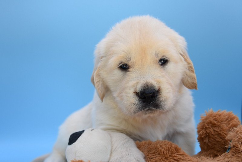 R'Marvel du Fond de la Noye Mâle Golden retriever R'Marvel du Fond de la Noye Mâle Golden retriever