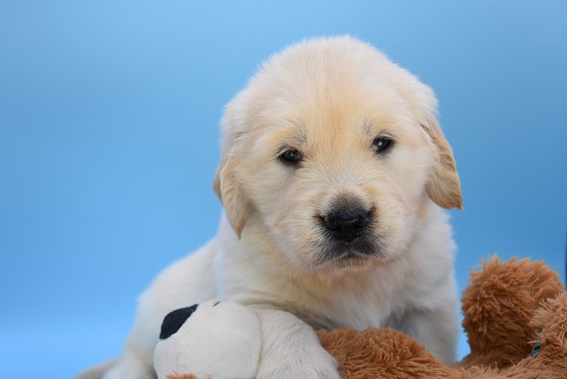 R'Marvel du Fond de la Noye Mâle Golden retriever