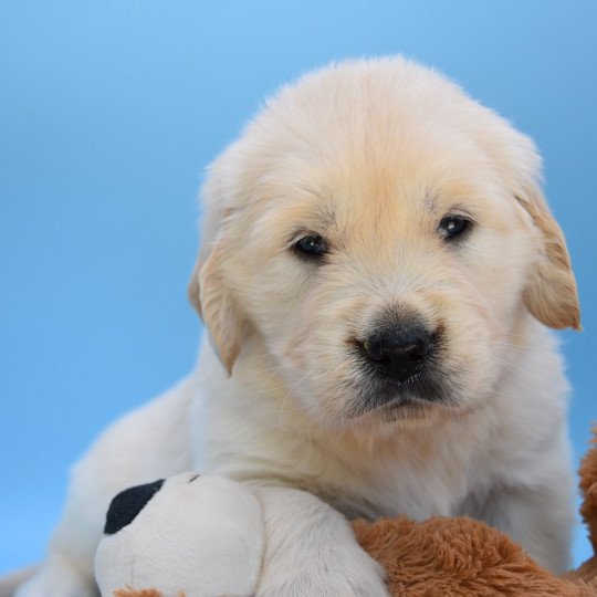 R'Marvel du Fond de la Noye Mâle Golden retriever