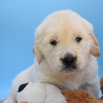 chiot Golden retriever Collier gris élevage du Fond de la Noye