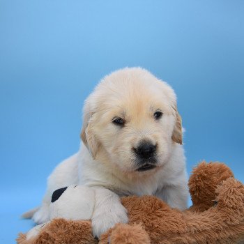 chiot Golden retriever Collier gris élevage du Fond de la Noye