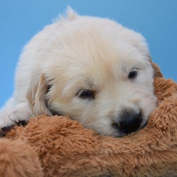 chiot Golden retriever Collier gris élevage du Fond de la Noye