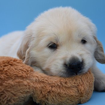 chiot Golden retriever Collier gris élevage du Fond de la Noye