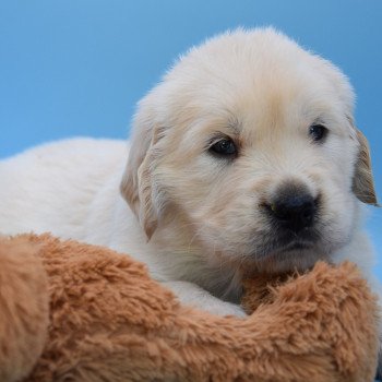 chiot Golden retriever Collier gris élevage du Fond de la Noye