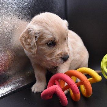 chiot Golden retriever sable Collier gris élevage du Fond de la Noye