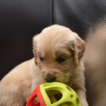 chiot Golden retriever sable Collier gris élevage du Fond de la Noye