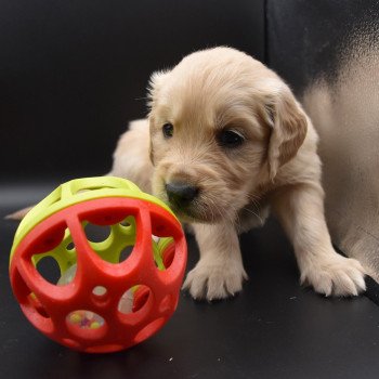 chiot Golden retriever sable Collier gris élevage du Fond de la Noye