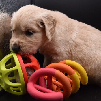 chiot Golden retriever sable Collier gris élevage du Fond de la Noye