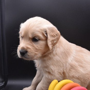 chiot Golden retriever sable Collier gris élevage du Fond de la Noye