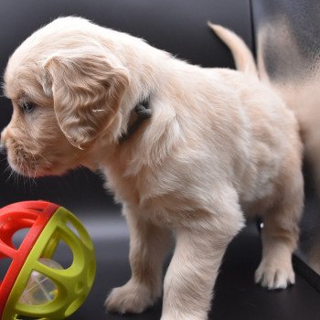 chiot Golden retriever sable Collier gris élevage du Fond de la Noye