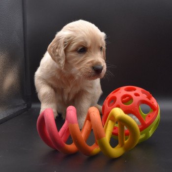 chiot Golden retriever sable Collier gris élevage du Fond de la Noye