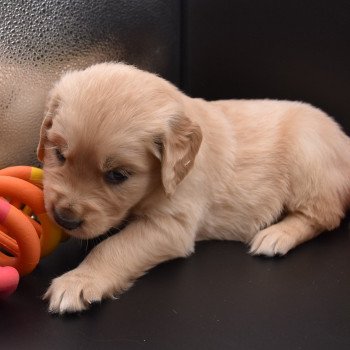 chiot Golden retriever sable Collier gris élevage du Fond de la Noye