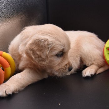 chiot Golden retriever sable Collier gris élevage du Fond de la Noye