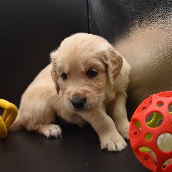 chiot Golden retriever sable Collier gris élevage du Fond de la Noye