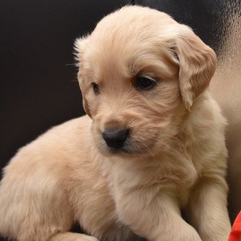 chiot Golden retriever sable Collier gris élevage du Fond de la Noye