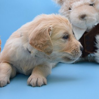 chiot Golden retriever Collier gris élevage du Fond de la Noye