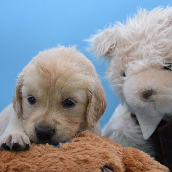 chiot Golden retriever Collier gris élevage du Fond de la Noye