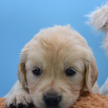 chiot Golden retriever Collier gris élevage du Fond de la Noye chiot Golden retriever Collier gris élevage du Fond de la Noye