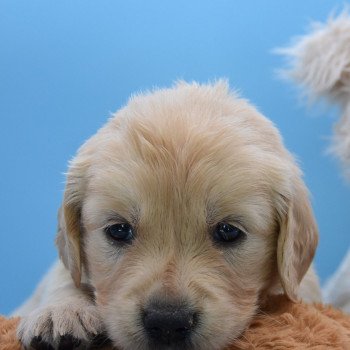 chiot Golden retriever Collier gris élevage du Fond de la Noye