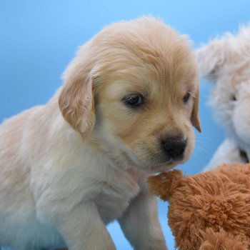 chiot Golden retriever Collier gris élevage du Fond de la Noye