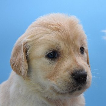 chiot Golden retriever Collier gris élevage du Fond de la Noye