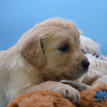 chiot Golden retriever Collier gris élevage du Fond de la Noye