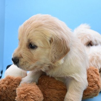 chiot Golden retriever Collier gris élevage du Fond de la Noye