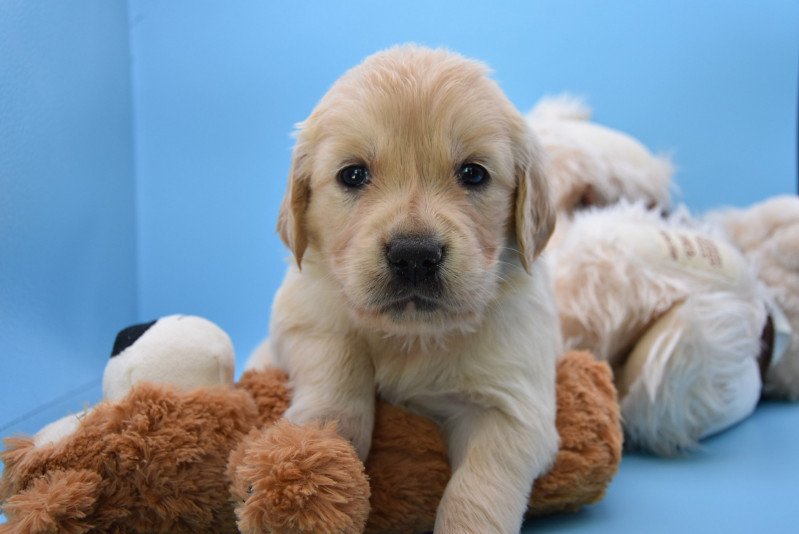 Romy du Fond de la Noye Femelle Golden retriever