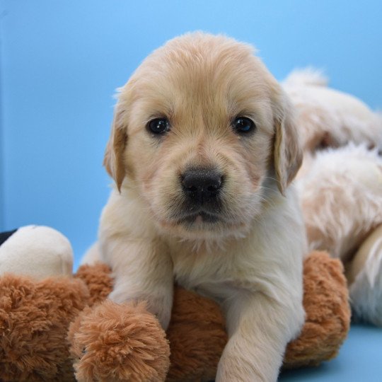 Romy du Fond de la Noye Femelle Golden retriever