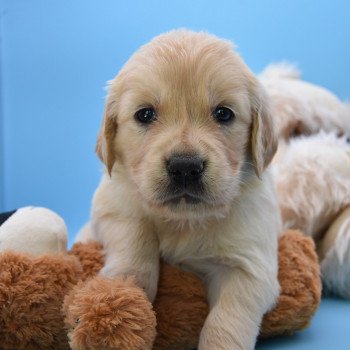 chiot Golden retriever Collier gris élevage du Fond de la Noye