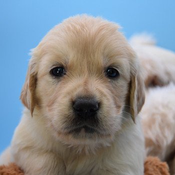 chiot Golden retriever Collier gris élevage du Fond de la Noye