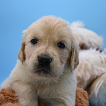 chiot Golden retriever Collier gris élevage du Fond de la Noye