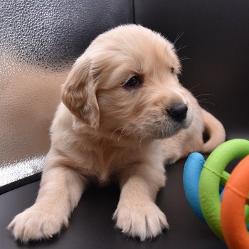 chiot Golden retriever sable Collier jaune fluo élevage du Fond de la Noye