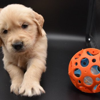 chiot Golden retriever sable Collier jaune fluo élevage du Fond de la Noye