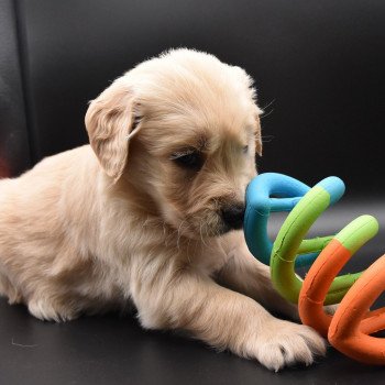 chiot Golden retriever sable Collier jaune fluo élevage du Fond de la Noye