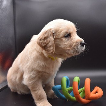 chiot Golden retriever sable Collier jaune fluo élevage du Fond de la Noye