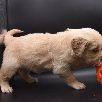 chiot Golden retriever sable Collier jaune fluo élevage du Fond de la Noye chiot Golden retriever sable Collier jaune fluo élevage du Fond de la Noye