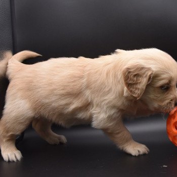 chiot Golden retriever sable Collier jaune fluo élevage du Fond de la Noye