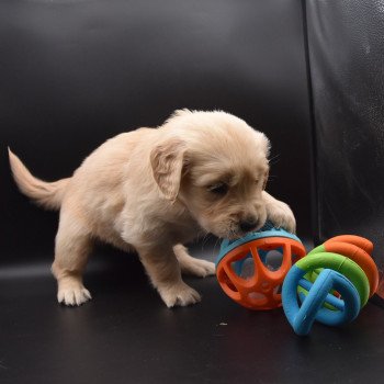 chiot Golden retriever sable Collier jaune fluo élevage du Fond de la Noye