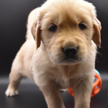 chiot Golden retriever sable Collier jaune fluo élevage du Fond de la Noye