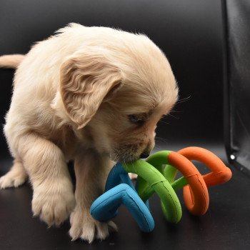 chiot Golden retriever sable Collier jaune fluo élevage du Fond de la Noye chiot Golden retriever sable Collier jaune fluo élevage du Fond de la Noye
