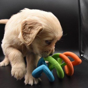 chiot Golden retriever sable Collier jaune fluo élevage du Fond de la Noye