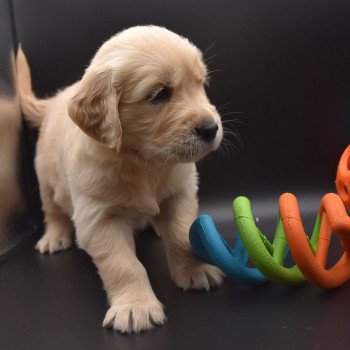 chiot Golden retriever sable Collier jaune fluo élevage du Fond de la Noye