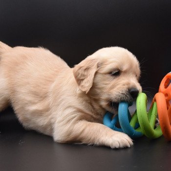 chiot Golden retriever sable Collier jaune fluo élevage du Fond de la Noye