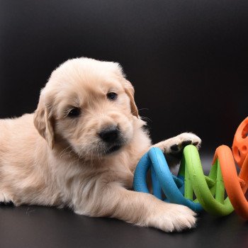 chiot Golden retriever sable Collier jaune fluo élevage du Fond de la Noye chiot Golden retriever sable Collier jaune fluo élevage du Fond de la Noye
