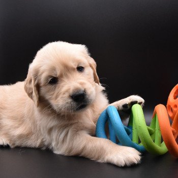 chiot Golden retriever sable Collier jaune fluo élevage du Fond de la Noye