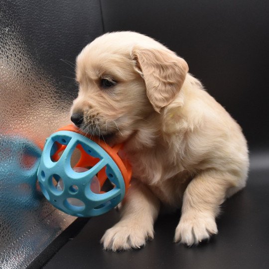 Rafale du Fond de la Noye Femelle Golden retriever